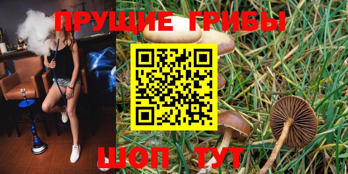 Балтийск  Галлюциногенные грибы Psilocybine cubensis  Вход с VPN 