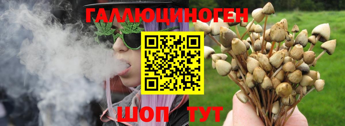 Псилоцибиновые грибы Psilocybe Балтийск